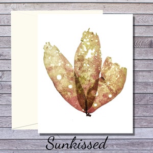 Prince Edward Island Card Holiday Card Seaweed Greeting card Botanical Greeting Card Algae Print Seaweed Print image 4