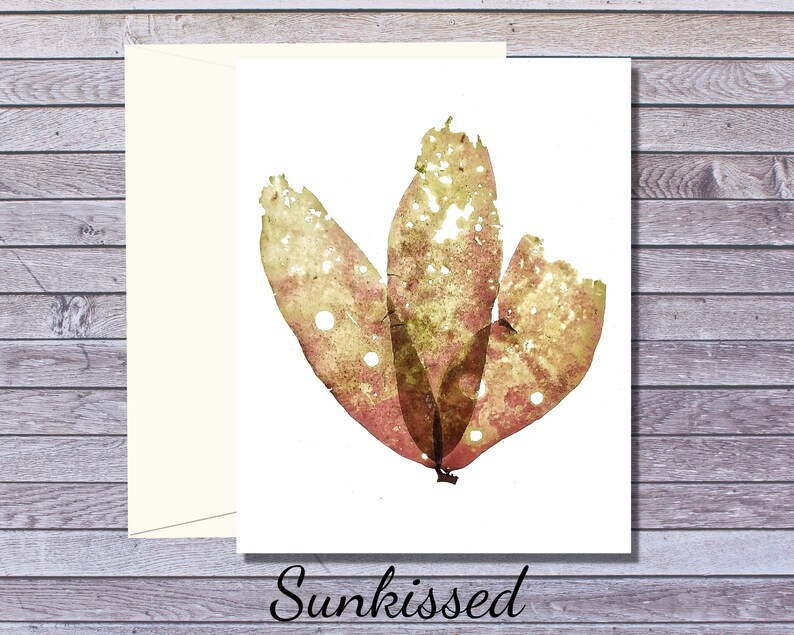 Prince Edward Island Card Holiday Card Seaweed Greeting card Botanical Greeting Card Algae Print Seaweed Print image 4