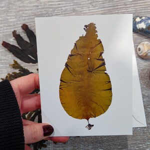 A quarter-fold greeting card on bright white matte paper. The print is of a single kelp specimen with the holdfast. Card is blank inside.