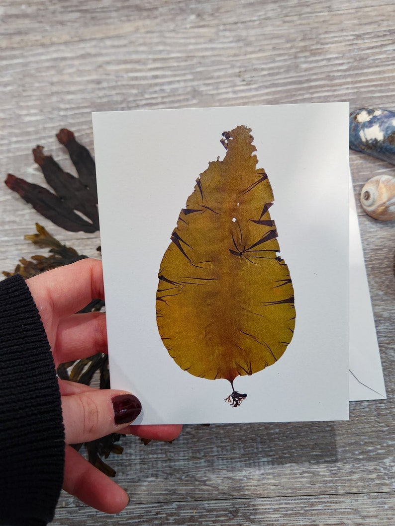 A quarter-fold greeting card on bright white matte paper. The print is of a single kelp specimen with the holdfast. Card is blank inside.