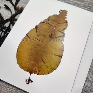 A quarter-fold greeting card on bright white matte paper. The print is of a single kelp specimen with the holdfast. Card is blank inside.