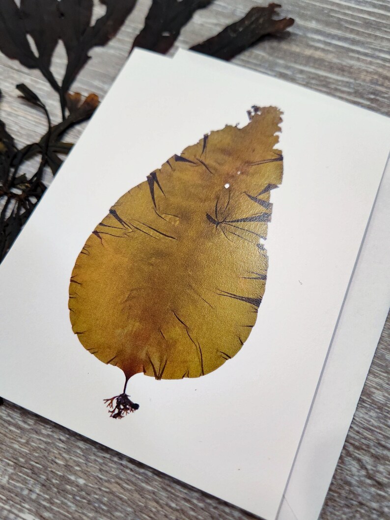 A quarter-fold greeting card on bright white matte paper. The print is of a single kelp specimen with the holdfast. Card is blank inside.