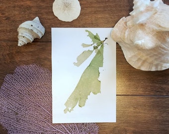 Ray of Sunshine - REAL Pressed Algae - Canadian Algae Press - Algae Pressing - Seaweed Pressing - Pressed Seaweed - Algae Art