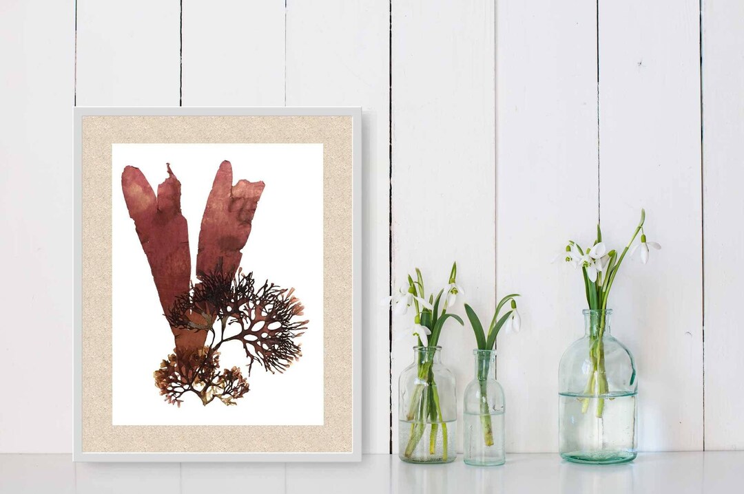 Botanical Algae Printbotanical Art Print-canadian Algae Press-algae ...