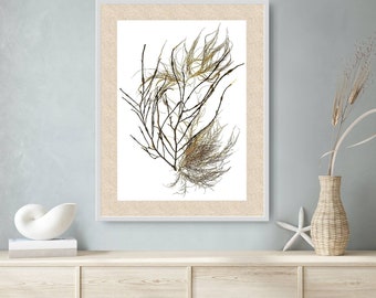 Algae Art Print, "Coastal Winds", Botanical Ocean Art Print, Newfoundland Art, Coastal Farmhouse Décor, Marine Biology Gift