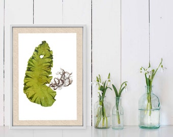 Algae Art Print, Botanical Ocean Art Print, New Brunswick Art, Coastal Farmhouse Décor, Marine Biology Gift