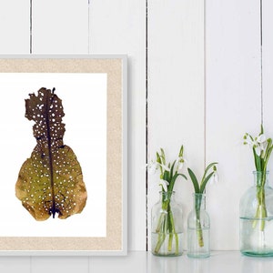 Botanical Algae PRINTBotanical Art Print-Canadian Algae Press-Algae PressingHerbarium Press-Seaweed Pressing-Pressed Seaweed-Algae Art Bild 1