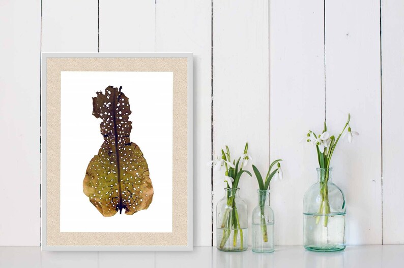 Botanical Algae PRINTBotanical Art Print-Canadian Algae Press-Algae PressingHerbarium Press-Seaweed Pressing-Pressed Seaweed-Algae Art Bild 1