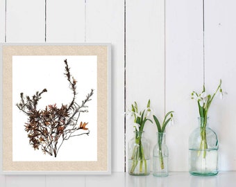 Algae Art Print, "Ocean Bouquet 2", Botanical Ocean Art Print, Prince Edward Island Art, Coastal Farmhouse Décor, Marine Biology Gift