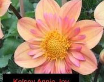 Kelsey Annie Joy Collarette Dahlia Tuber Preorder 2026