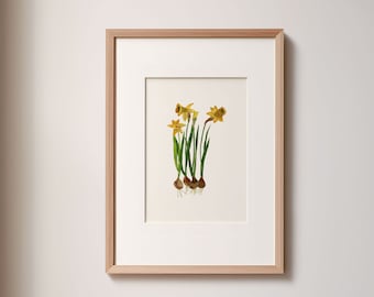 Daffodils illustration, high quality print, minimalist floral wall decor, botanical home decor, for plant lover