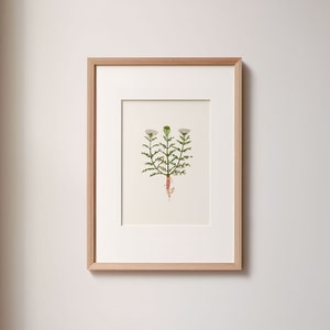 Op de afbeelding: Een ingelijste botanische prent met een gedetailleerde illustratie van een plant met witte bloemen, groene bladeren en een rood-oranje wortel. Het kunstwerk is geplaatst tegen een crèmekleurige achtergrond en ingelijst in een lichtbruine houten lijst.