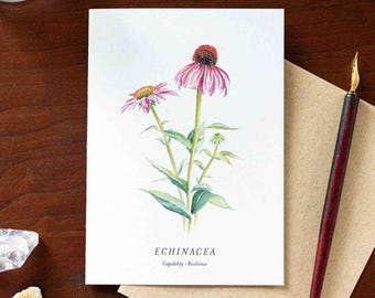 Echinacea Note Card