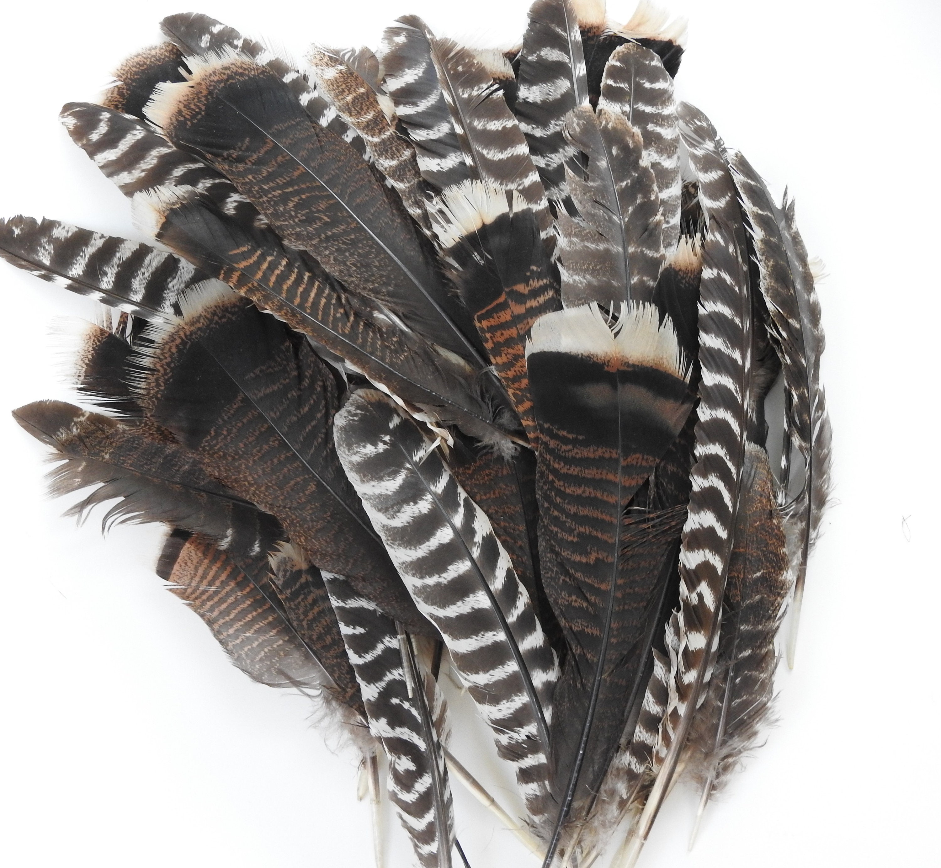 Wild Turkey Tail Feather Stock Photo - Download Image Now