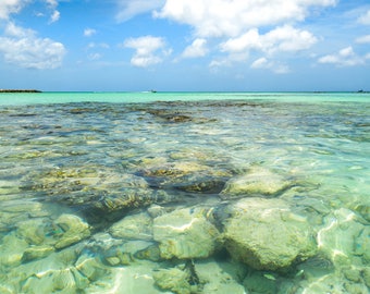Stunning coral reef under water close up wall sticker wall mural 39236458