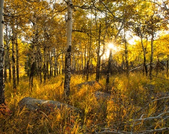 Golden Aspen Trees in Colorado, Estes Park, Rocky Mountain National Park, RMNP, Signed Photography Print, Wall Art by James Katt Photography