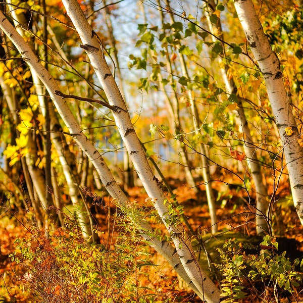 Autumn in Lake Wallenpaupack, Pennsylvania, Fall leaves, Autumn Decor, Fall Colors,  Photography Print, Wall art by James Katt Photography