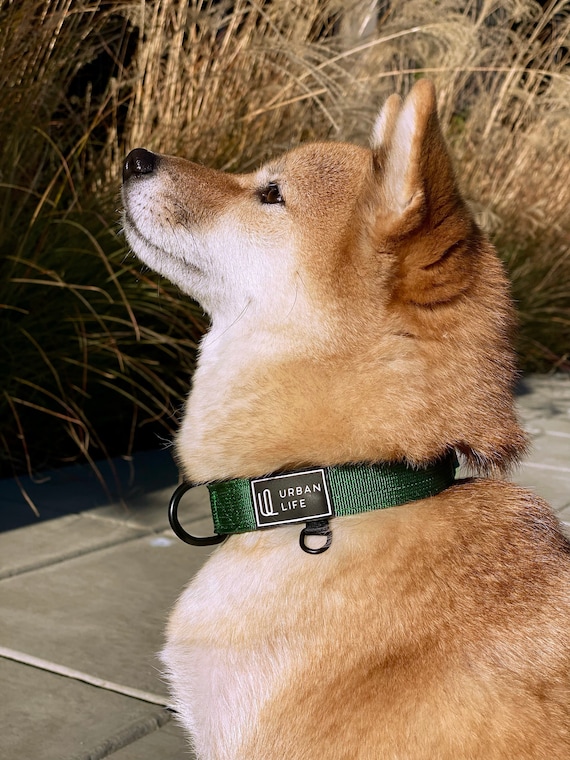 URBAN LIFE Minimalistic Dog Collar Adjustable Heavy Duty Nylon Collar With  Quick-release Metal Buckle and Padding 