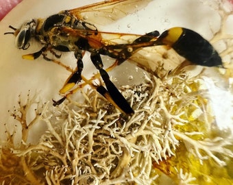 Mudauber Wasp, Epoxy Resin Pendant