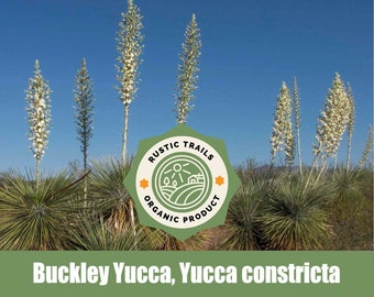 Puede incluir: Primer plano de un grupo de plantas de yuca con tallos de flores blancas y altas contra un cielo azul brillante. Un logotipo circular verde con el texto "RUSTIC TRAILS ORGANIC PRODUCT" es visible en primer plano. El texto "Buckley Yucca, Yucca constricta" se muestra en la parte inferior de la imagen.
