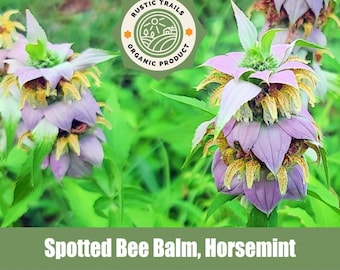 Spotted Bee Balm, Horsemint, Monarda punctata  - Organic - Wildcrafted - Heirloom - non GMO Seeds