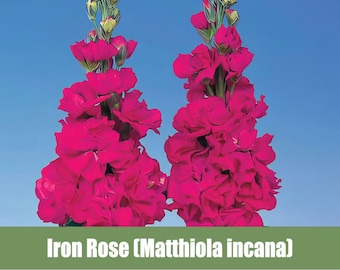 Iron Rose (Matthiola incana) - Heirloom - non GMO Seeds