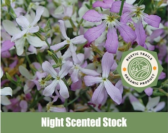 Night Scented Stock, Matthiola longipetala  - Organic - Heirloom - non GMO Seeds