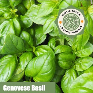 Genovese Basil - Ocimum basilicum - Heirloom non GMO Seeds