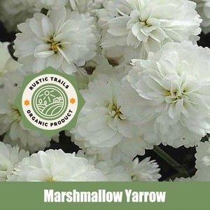 Marshmallow Yarrow (Achillea millefolium) - Organic - Heirloom non GMO Seeds