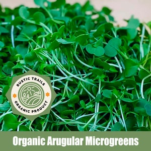 Arugula Seeds to plant or to grow Microgreens or Sprouts Organic None GMO Heirloom image 2
