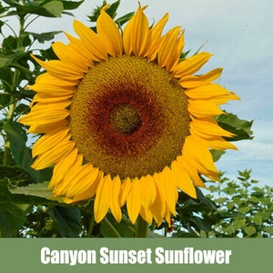 Canyon Sunset Sunflower, Helianthus annuus - Heirloom Seeds