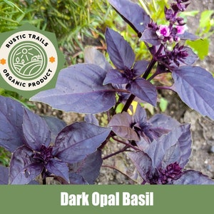 Dark Opal Basil (Purple Basil) - Heirloom non GMO Seeds