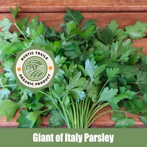 Organic Giant of Italy Parsley Seeds - None GMO - Heirloom