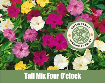 Four O'clock Mix (Mirabilis jalapa) - Organic - Heirloom non GMO Seeds