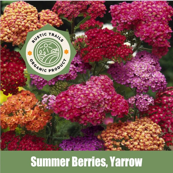 Summer Berries, Yarrow (Achillea millefolium) - Organic - Heirloom non GMO Seeds