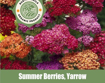 Summer Berries, Yarrow (Achillea millefolium) - Organic - Heirloom non GMO Seeds