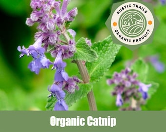 Catnip - Organic - Heirloom non GMO Seeds