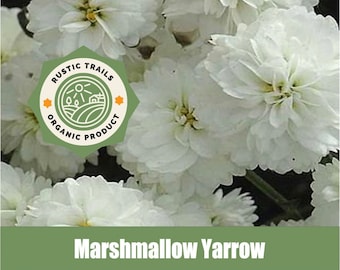 Marshmallow Yarrow (Achillea millefolium) - Organic - Heirloom non GMO Seeds