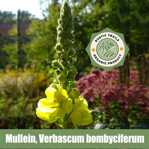 Mullein, Verbascum bombyciferum - Organic - Heirloom non GMO