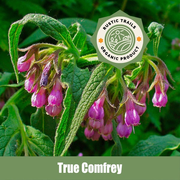 True Comfrey (Symphytum officinale) - Organic - Heirloom non GMO Seeds