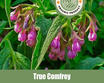 True Comfrey (Symphytum officinale) - Organic - Heirloom non GMO Seeds