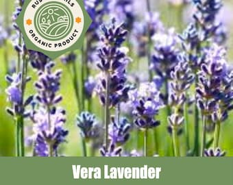 Organic  Vera Lavender - Non - GMO Seeds - American Grown