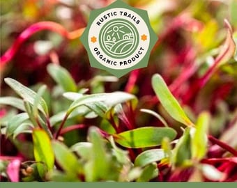 Detroit Red Beet Seeds to plant - Microgreens - Organic- None GMO - Heirloom