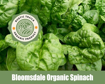 Bloomsdale Organic Spinach Seeds - None GMO - Heirloom
