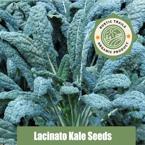 Organic Lacinato Kale Seeds - None GMO - Heirloom - also know as Tuscan kale, dinosaur kale and black kale