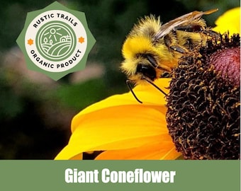 Great Coneflower, Rudbeckia maxima, Wild Crafted - Organic - Heirloom - non GMO Seeds