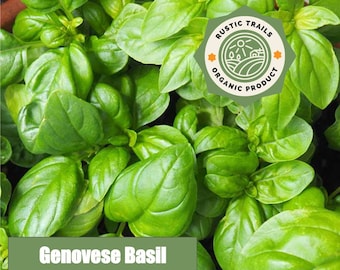 Genovese Basil - Ocimum basilicum - Heirloom non GMO Seeds