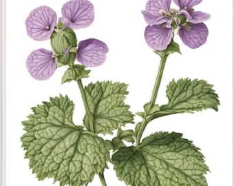 Vintage Style Wildblumen Henbit, Lamium amplexicaule, Druck, Vintage Botanische Kunst, Wildblume. Bauernhaus, Blumen Illustration, Futtersuche
