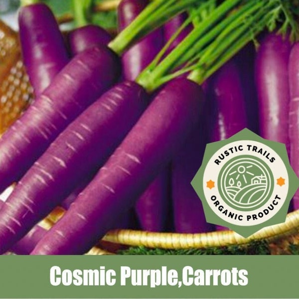 Cosmic Purple Carrot Organic Heirloom Seeds non GMO