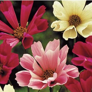 Sea Shells Cosmos Mix is a captivating variety of Cosmos bipinnatus - Heirloom - non GMO Seeds